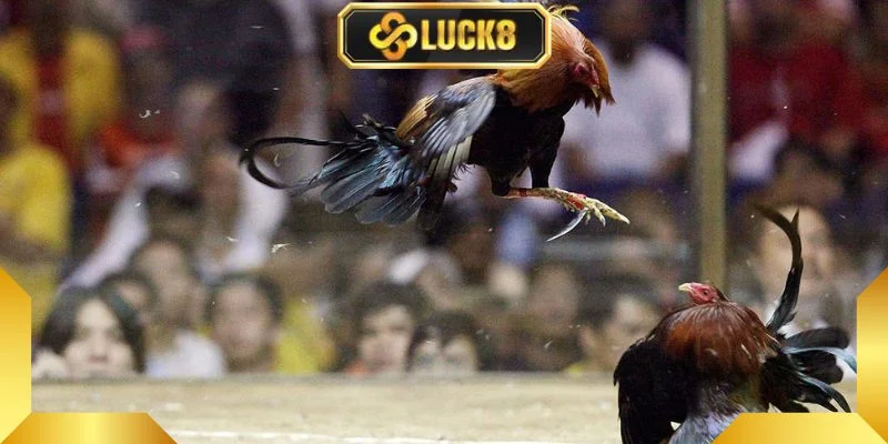 Da-ga-C1-la-nhung-tran-dau-chuyen-nghiep-gay-can