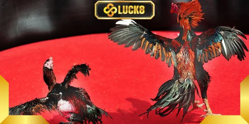 Kha-nang-phong-thu-giup-nang-cao-co-hoi-chien-thang